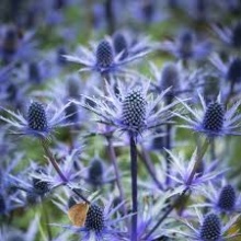 Синеголовник плосколистный Блу Хоббит (С3) ЦО 