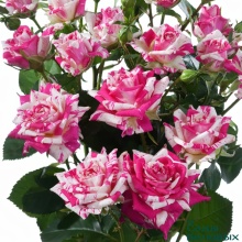 Роза спрей Флашинг C3,5 Н25-45 ЦО 