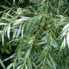 Ива белая "Олимпийский Огонь" Н100-125 С2 Tum 