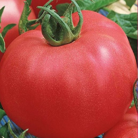Семена томат Алеша Попович Семетра 0,1г Поиск 