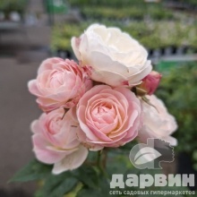 Роза мускусная Буке Парфе v5 Lav 