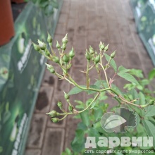 Роза гибрид мускусный Балерина C7 YP 