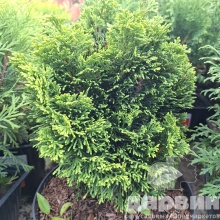 Кипарисовик тупой Йеллоутип 30-40 cm cont. 5,0L Mt 