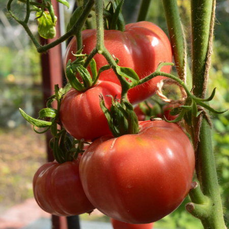 Семена томат Дикая роза ц/п 0,1г Поиск 