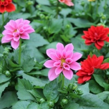 Георгин черенкованный d12 Tim 