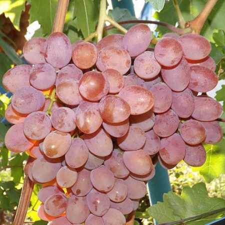 Виноград плодовый Румба, розовый v5 Tim 