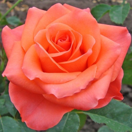 Роза флорибунда Деметра v5 Lav 