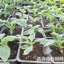 Хоста Пиззас v2 Tim 