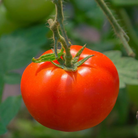 Семена томат Толстушка, Сиб. сад 