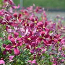 Клематис Строуберри Филдс v2 Cl 