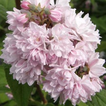 Дейция гибридная Пинк Пом-Пон v2 Ul 