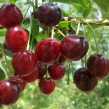 Вишня Гриот Московский средн v7 80-100 Tim 