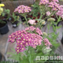 Тысячелистник v1,5 Push 