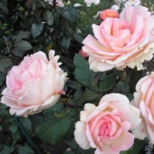 Роза чайно-гибридная Сувенир де Баден-Баден с5, Tim 