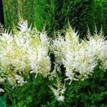 Астильба Сноудрифт v2 Tim 