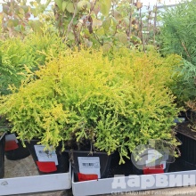 Туя западная Рейнголд v2 Lav по цене  Туя западная Рейнголд v2 Lav