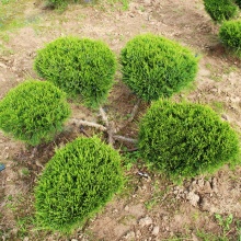 Растение Можжевельник средний Mint Julep бонсай 25-50/125-150 арт 6 2009 023 Niv 