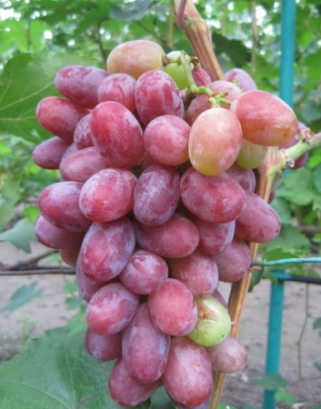 Растение виноград плодовый Гелиос 2-х летка 