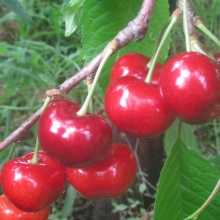 Вишня Студенческая средн v7 80-100 Tim 