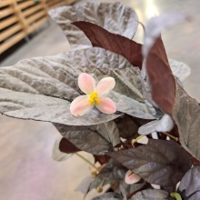 Бегония Рекс Артик Бриз d12 ХР 