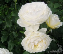 Роза чайно-гибридная Мэмори с5, Tim 