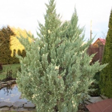 Можжевельник китайский Стрикта Вариегата v5 h30-40 