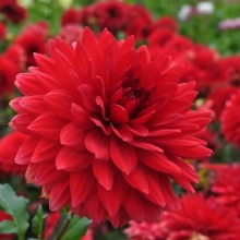 Георгин Гарден Вондер v5 Tim 