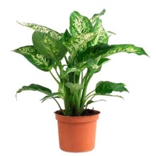 Диффенбахия d12 Wd 