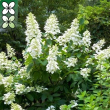 Гортензия метельчатая Тардива С2/С3 ЦО 