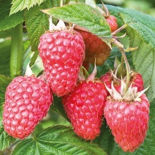 Малина ремонтантная Атлант, красная v2 Tim 