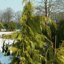 Кипарисовик нутканский Голден Вотерфол 40-60 Mt 