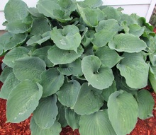 Хоста Мунлайт Соната v2 Tim 