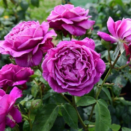 Роза флорибунда Минерва v5 Lav 
