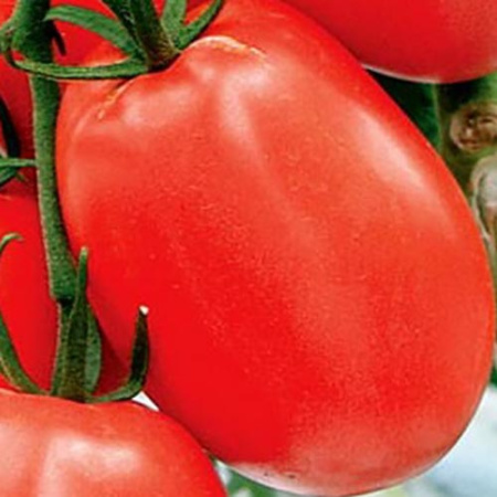 Семена томат Транс новинка, Поиск 