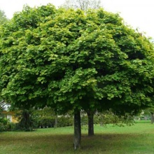 Клен остролистный Глобозум Стем P21 h80 Tw5 