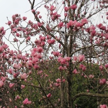 Магнолия суланжа C2 30-40 CM Tw5 