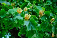 Лириодендрон тюльпановидный v12 200-250 Tw 