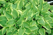 Хоста Пилгрим Р9 