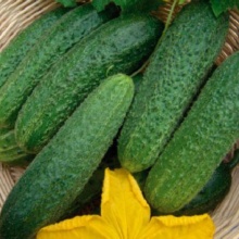 Семена Огурец Изящный,0,5г Поиск 