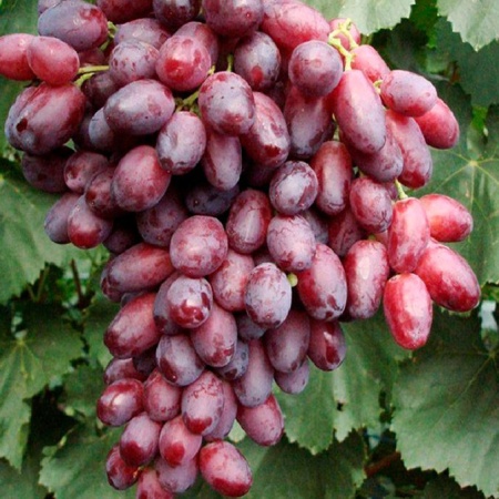 Виноград плодовый Потомок Ризамата, розовый в коробке Tim 