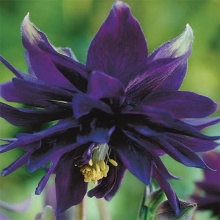 Корневище НВМ Водосбор Дабл Перпл (I) 1шт 