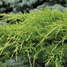 Можжевельник средний Пфитсериана Аурея v3-5 Tim по цене  Можжевельник средний Пфитсериана Аурея v3-5 Tim