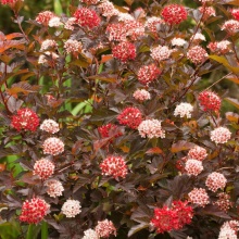 Пузыреплодник калинолистный Диабл Д'Ор/Миндиа С2, 40-60см 