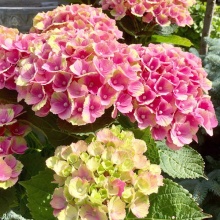 Гортензия крупнолистная Кабаре Пинк v5 Tim 