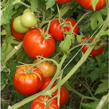 Семена томат Верное сердце ц/п 0,1г Аэлита 