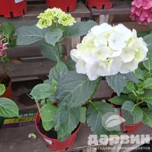 Гортензия крупнолистная Шнеебол v3 Tim 