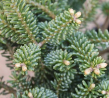 Растение пихта корейская Блю Имперор С7,5 BL 