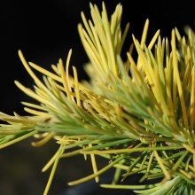 Кедр гималайский Голд Каскад 80-100 cm cont. 5,0L Mt по цене  Кедр гималайский Голд Каскад 80-100 cm cont. 5,0L Mt