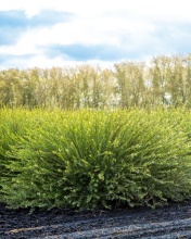 Ива пурпурная Маяк C15, 30-50см YP 