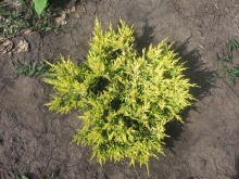 Можжевельник горизонтальный Лаймглоу С5 